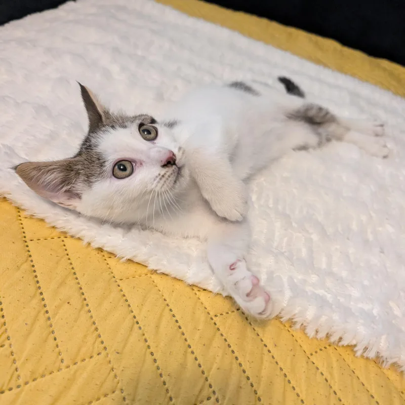 A baby medium-sized male White Domestic Short Hair cat named Cashew for adoption in East liverpool, OH