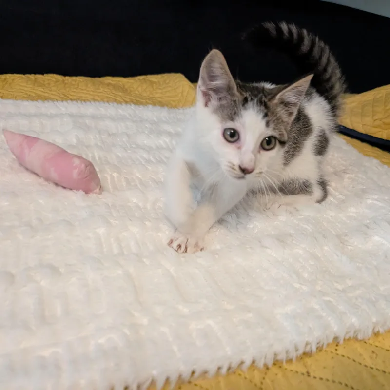 Cashew thumbnail 2