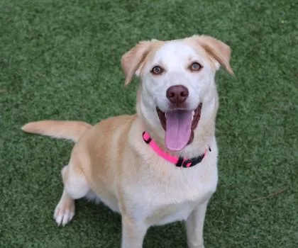 A young large-sized female Mixed Breed dog named Barbie for adoption in Athens, GA