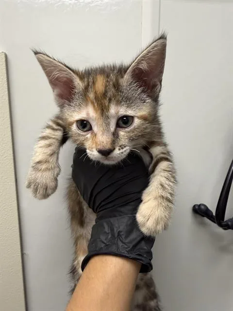 A baby small-sized female Domestic Short Hair cat named Ginger for adoption in Ontario, CA