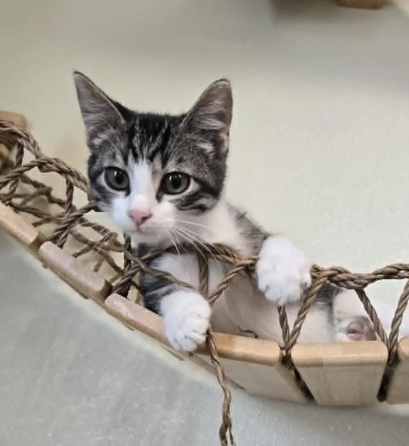 A young medium-sized male White Domestic Short Hair cat named Woodsy for adoption in Larned, KS