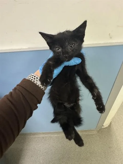 A baby small-sized female Domestic Short Hair cat named River for adoption in Miami, FL