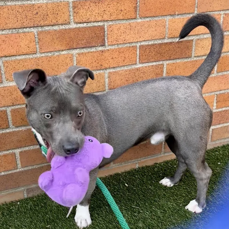 A young medium-sized male Gray / Blue / Silver Pit Bull Terrier dog named Pippen for adoption in Philadelphia, PA