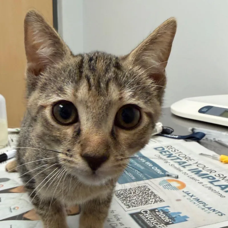 A baby small-sized female Brown / Chocolate Domestic Short Hair cat named Oven for adoption in Jacksonville, FL