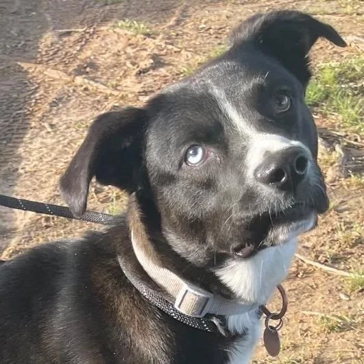 An adult large-sized male Mixed Breed dog named Imaxx for adoption in Chelmsford, MA