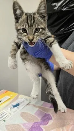 A baby small-sized female Domestic Short Hair cat named Flurry for adoption in Sacramento, CA