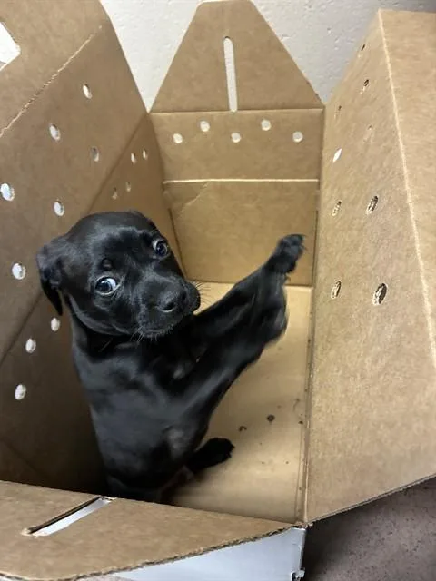 A baby small-sized male Pit Bull Terrier dog named A for adoption in San Jose, CA