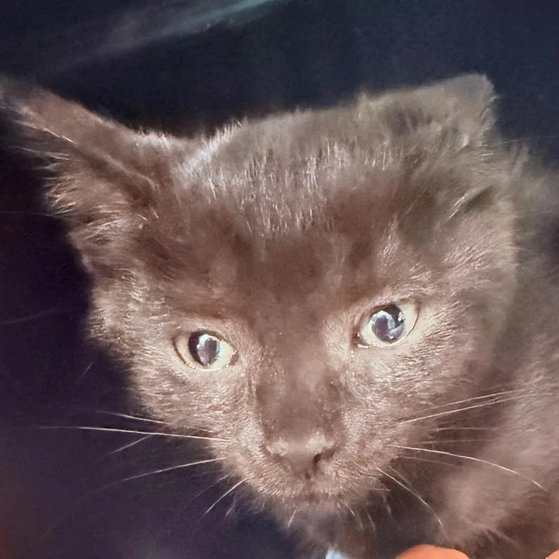 A baby small-sized male Domestic Short Hair cat named Draco for adoption in Utica, MI