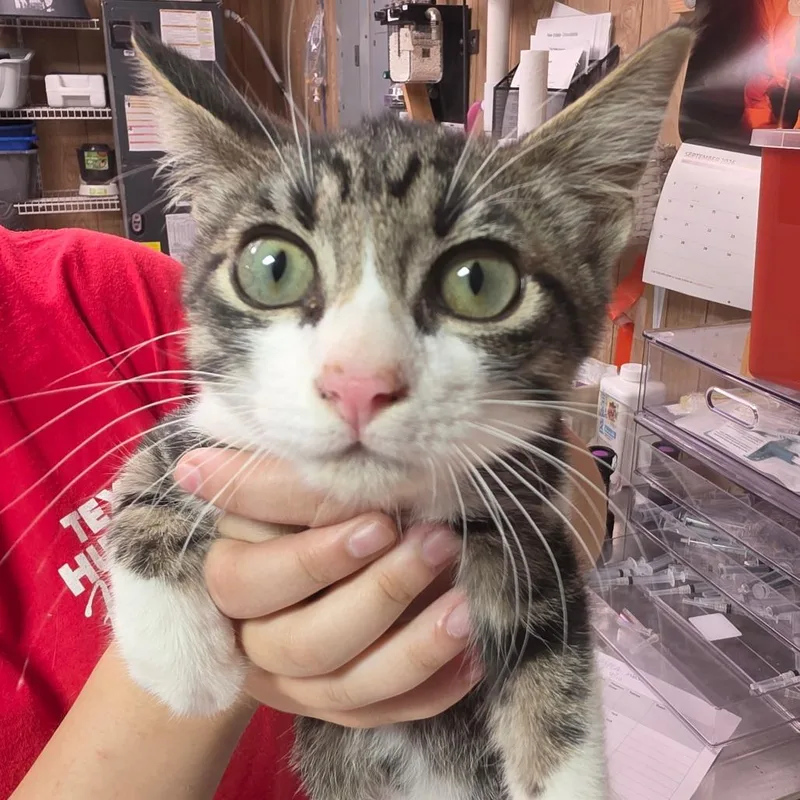 A baby small-sized male Brown / Chocolate Domestic Short Hair cat named Noodle for adoption in Leander, TX