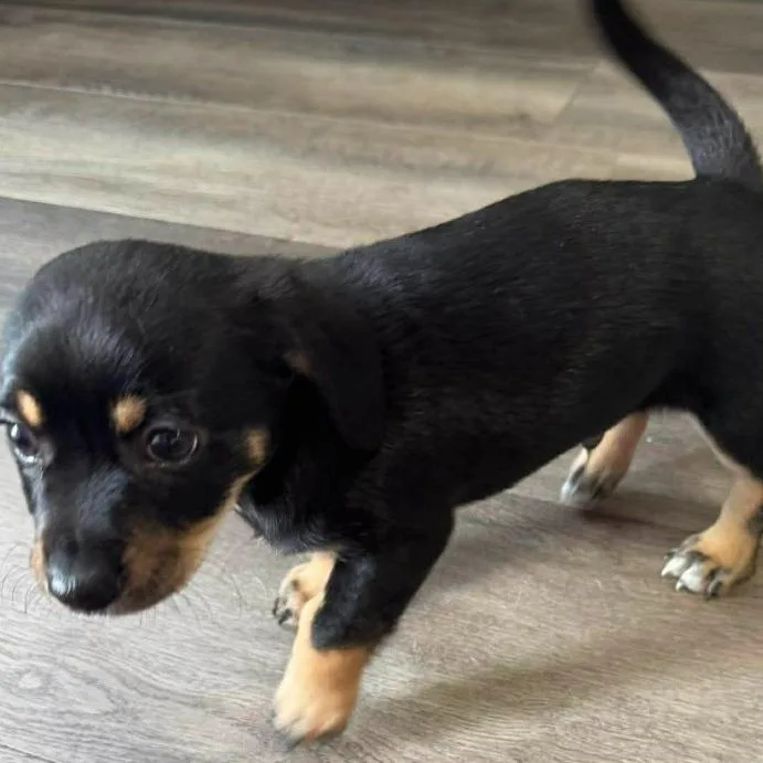 A baby small-sized male Black Chihuahua dog named Eric for adoption in Gordonsville, TN