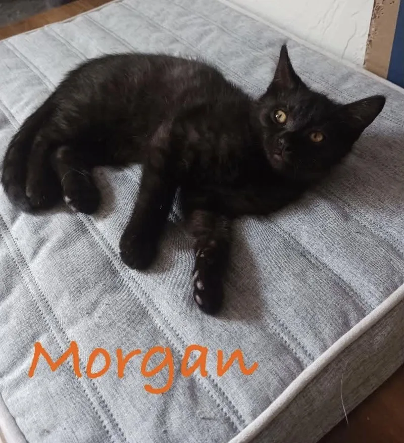 A baby medium-sized female Black Domestic Short Hair cat named Morgan for adoption in Eugene, OR