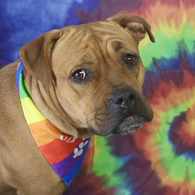 Bailey thumbnail 3