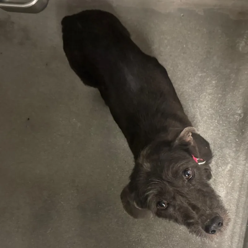Kona A