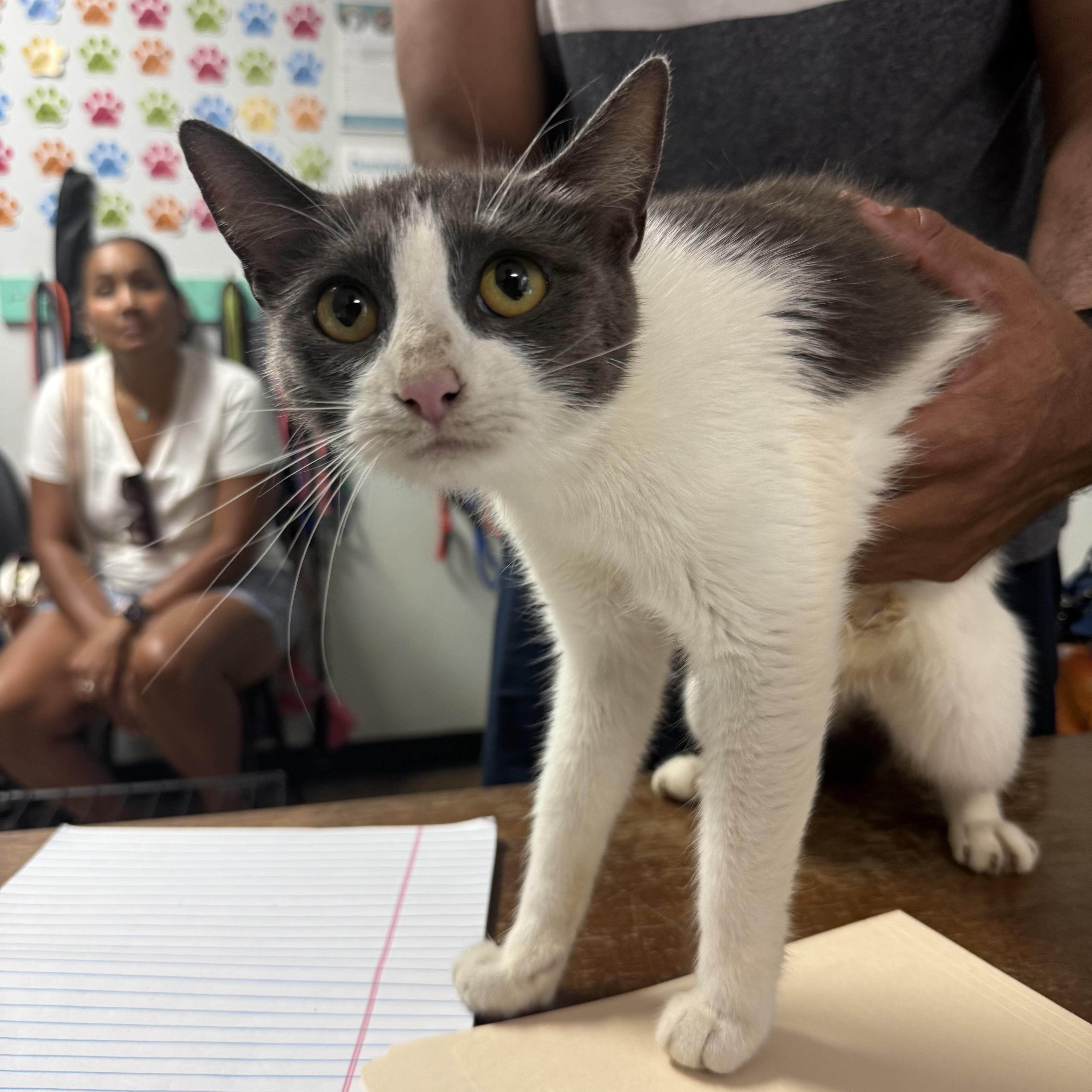 An adult medium-sized female Domestic Short Hair cat named Miracle for adoption in Columbia, SC