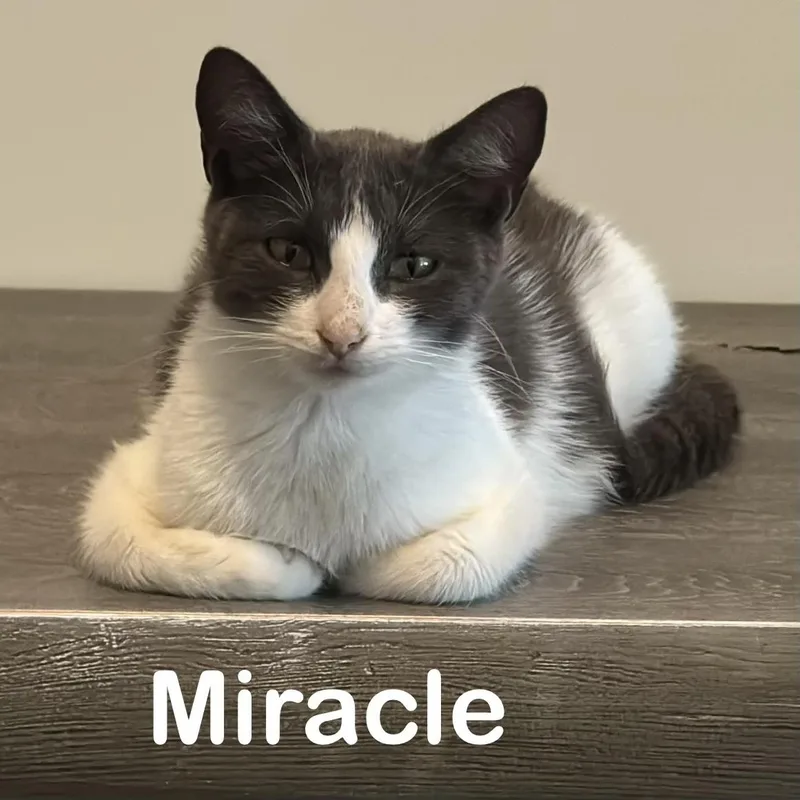 Miracle thumbnail 3