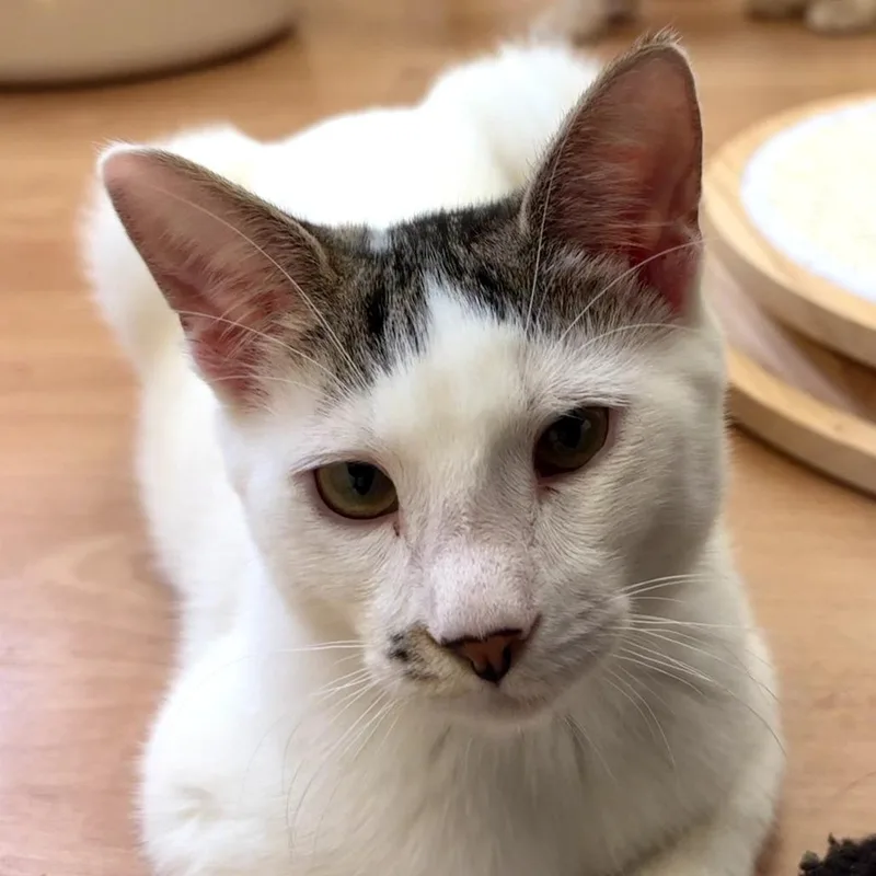 A young small-sized male White Domestic Short Hair cat named Linden for adoption in Pacific Palisades, CA