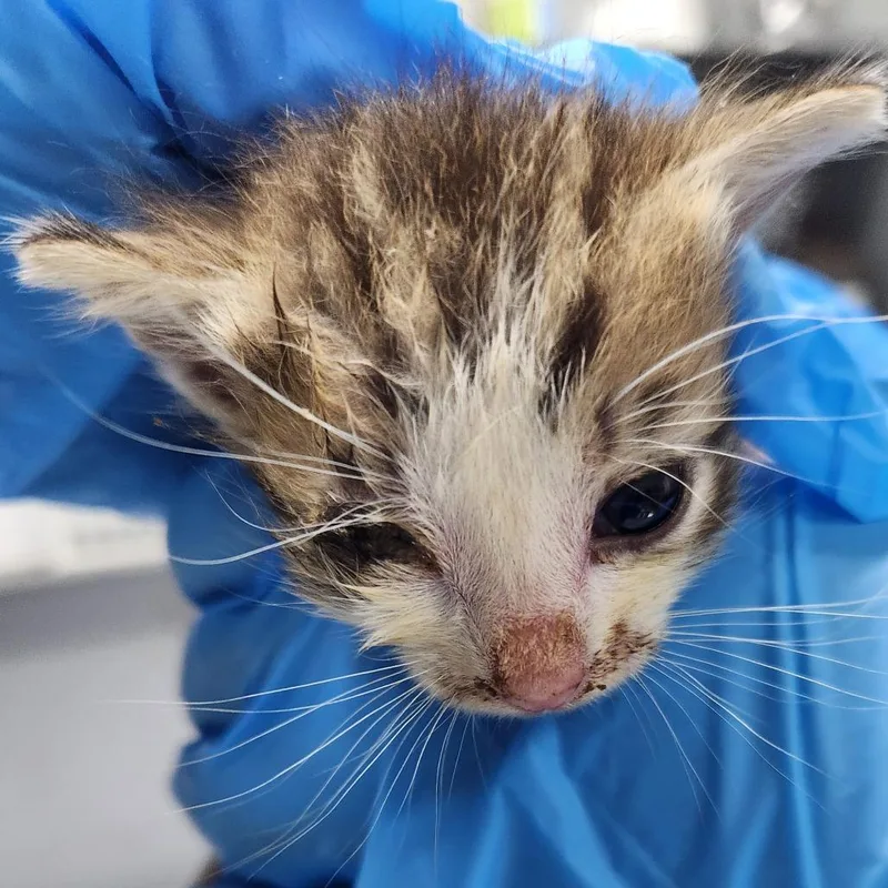 A baby small-sized male Domestic Short Hair cat named Reuban for adoption in Summerville, SC