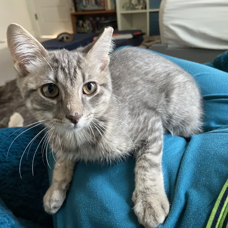 A baby medium-sized female Dilute Tortoiseshell Domestic Short Hair cat named Sunspot for adoption in Austin, TX