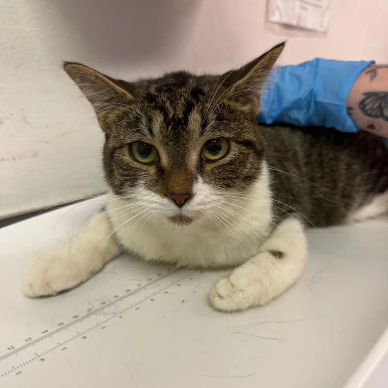 A young medium-sized female White Domestic Medium Hair cat named Lillabell for adoption in Charleston, WV