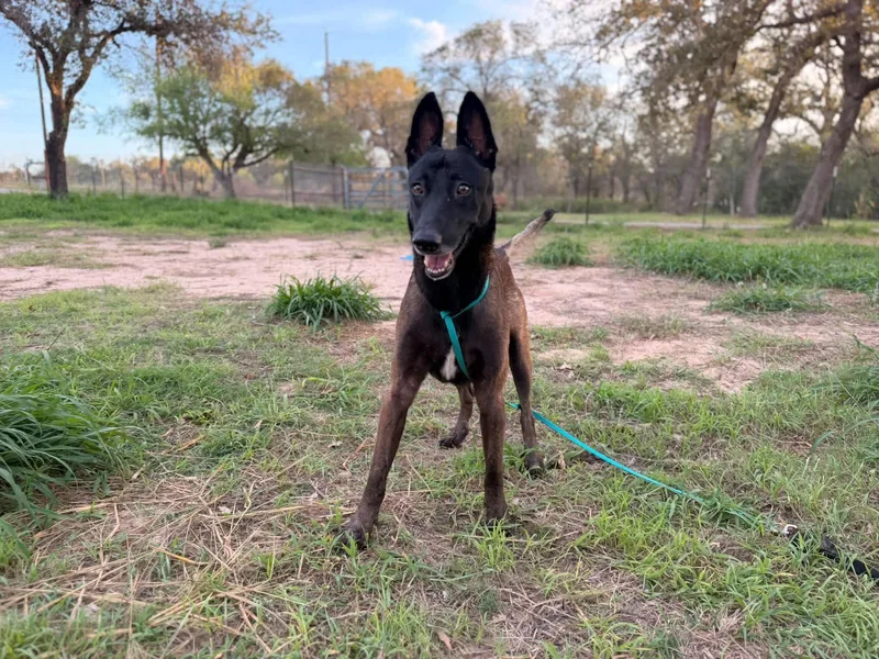 An adult large-sized male Belgian Shepherd / Malinois dog named Bobo for adoption in Houston , TX