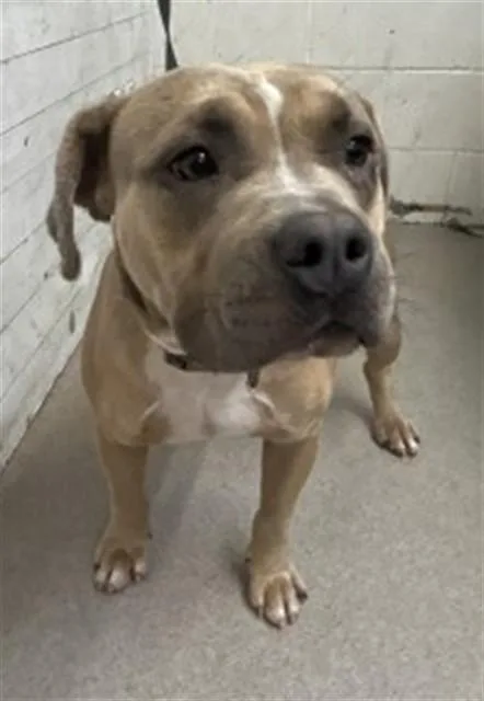 A young small-sized male Pit Bull Terrier dog named Mayito for adoption in San Bernardino, CA
