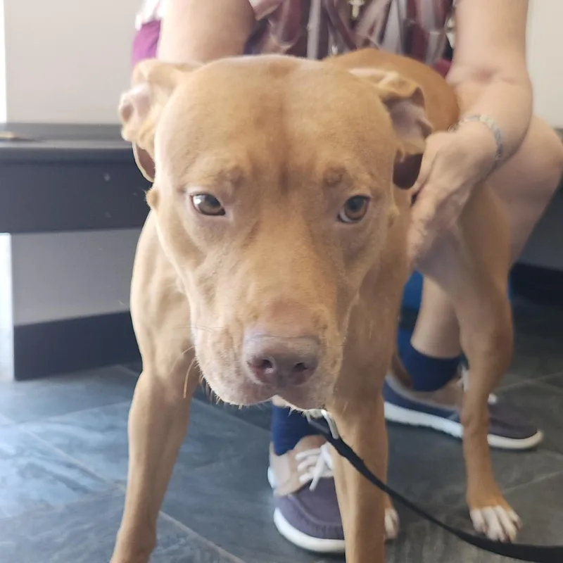 An adult medium-sized female Red / Chestnut / Orange Terrier dog named Spring for adoption in Clearwater, FL