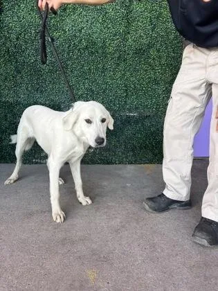 A baby large-sized female Labrador Retriever dog named 61691229 for adoption in El Paso, TX