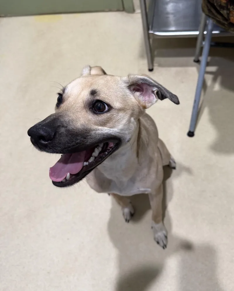 A young medium-sized female Black Mouth Cur dog named Rayne for adoption in Sebring, FL
