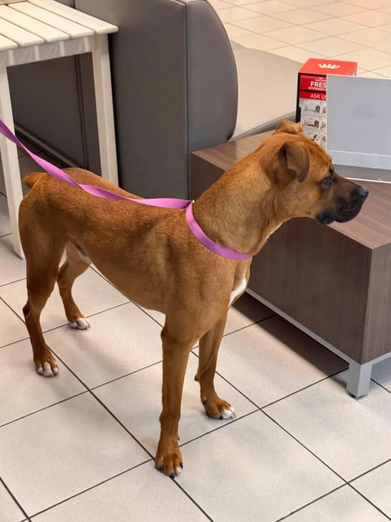 An adult medium-sized male Boxer dog named Lil' Red A for adoption in Sugar Land, TX