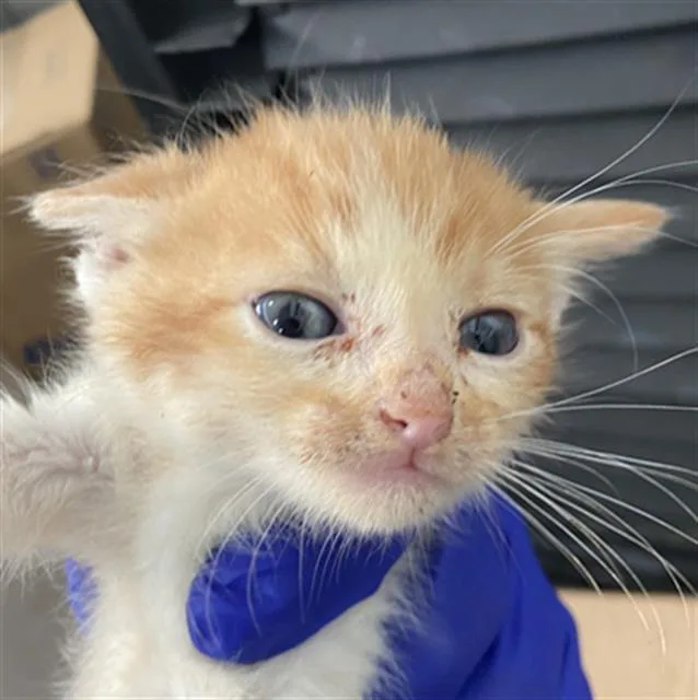 A baby medium-sized male Domestic Short Hair cat named Garfield for adoption in Dallas, TX