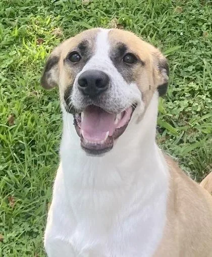 An adult large-sized female Yellow / Tan / Blond / Fawn Anatolian Shepherd dog named Mindy for adoption in Glasgow, KY