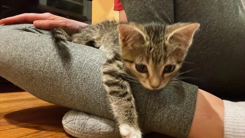 A baby medium-sized male Tabby (Brown / Chocolate) Domestic Short Hair cat named Cubby for adoption in Chicago, IL