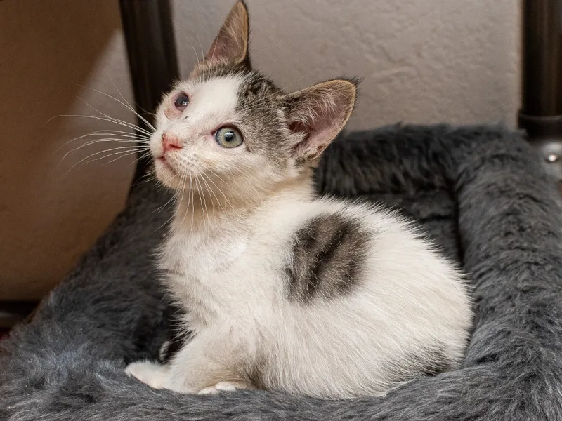 Cassandra thumbnail 2