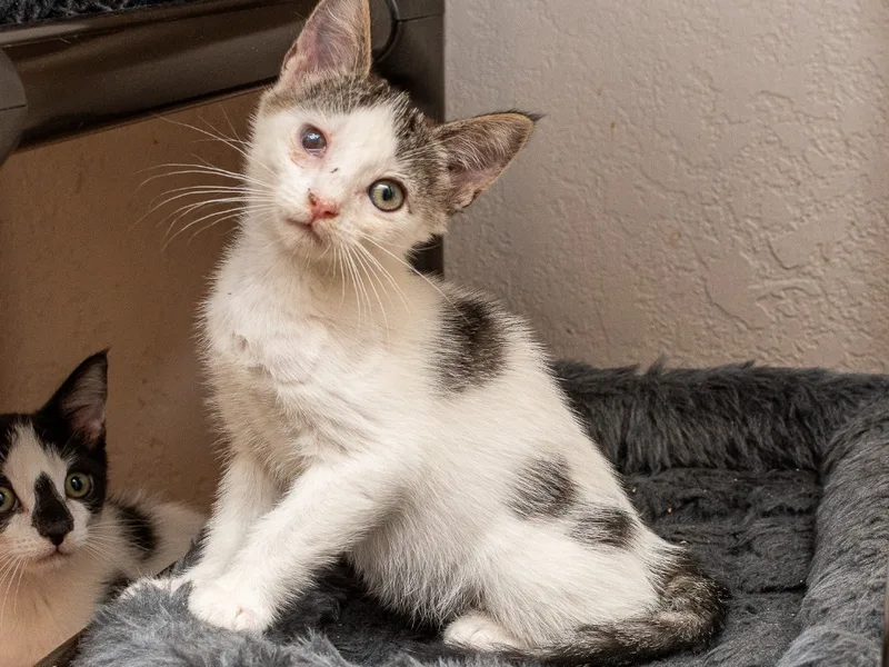 Cassandra thumbnail 3