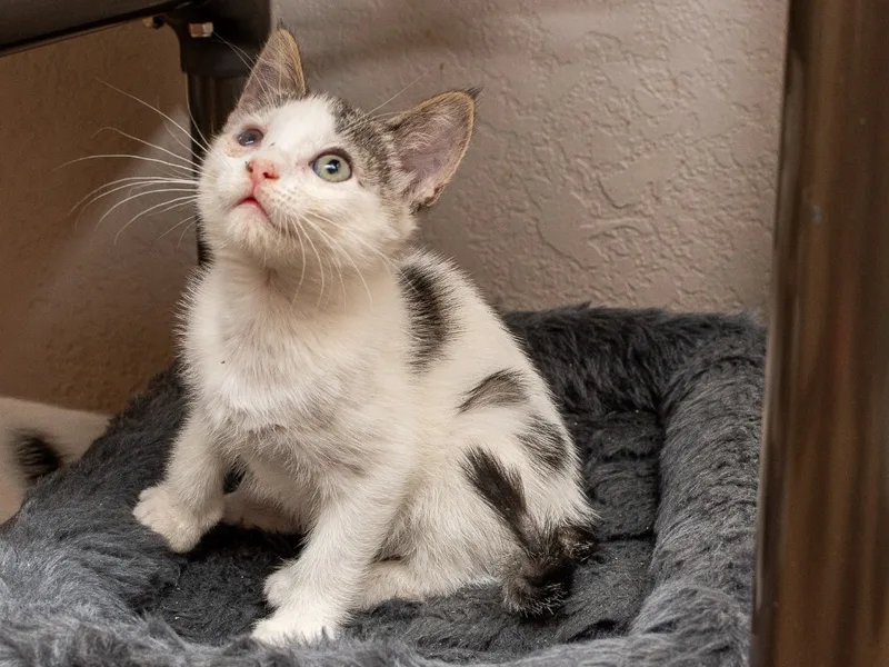 Cassandra thumbnail 4