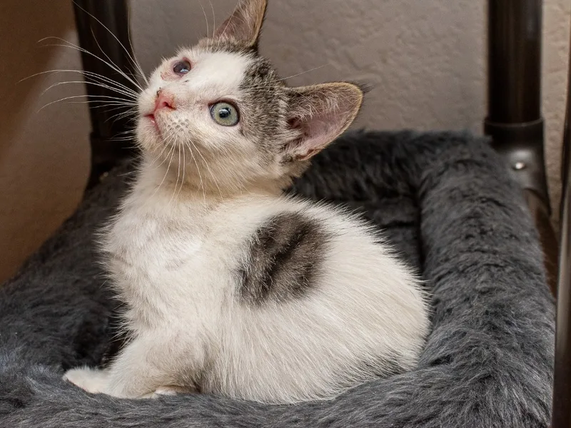 Cassandra thumbnail 5