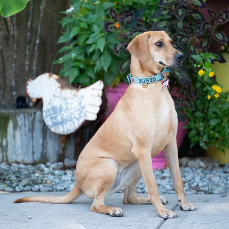 A young medium-sized female Brown / Chocolate Hound dog named Maisy for adoption in Wake Forest, NC