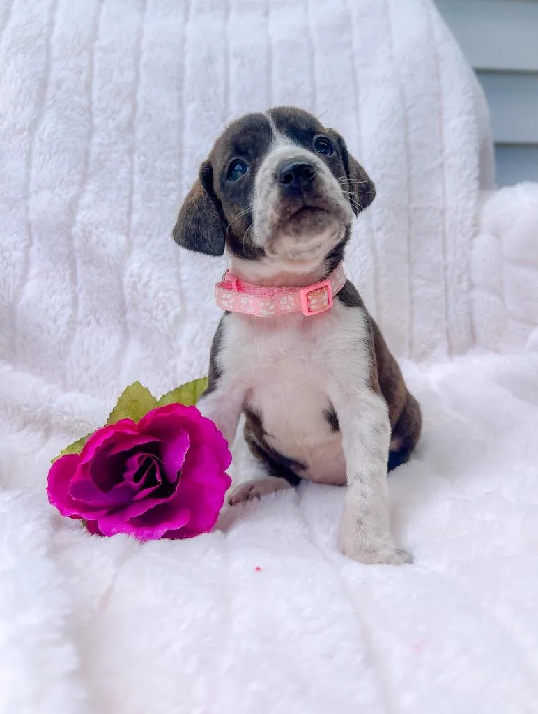 A baby small-sized female Mixed Breed dog named Whitney for adoption in Murray, KY