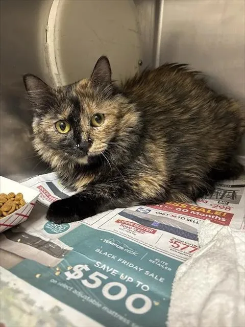 An adult large-sized female Domestic Short Hair cat named Mona for adoption in Las Vegas, NV