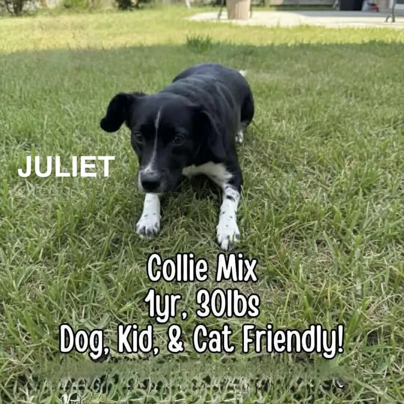 Juliet thumbnail 3