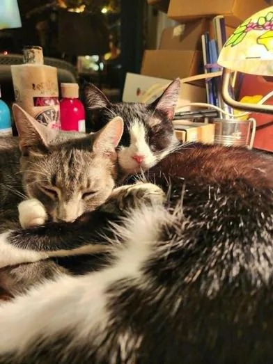 A young medium-sized female Black & White / Tuxedo Tuxedo cat named Rebel for adoption in Liverpool, TX