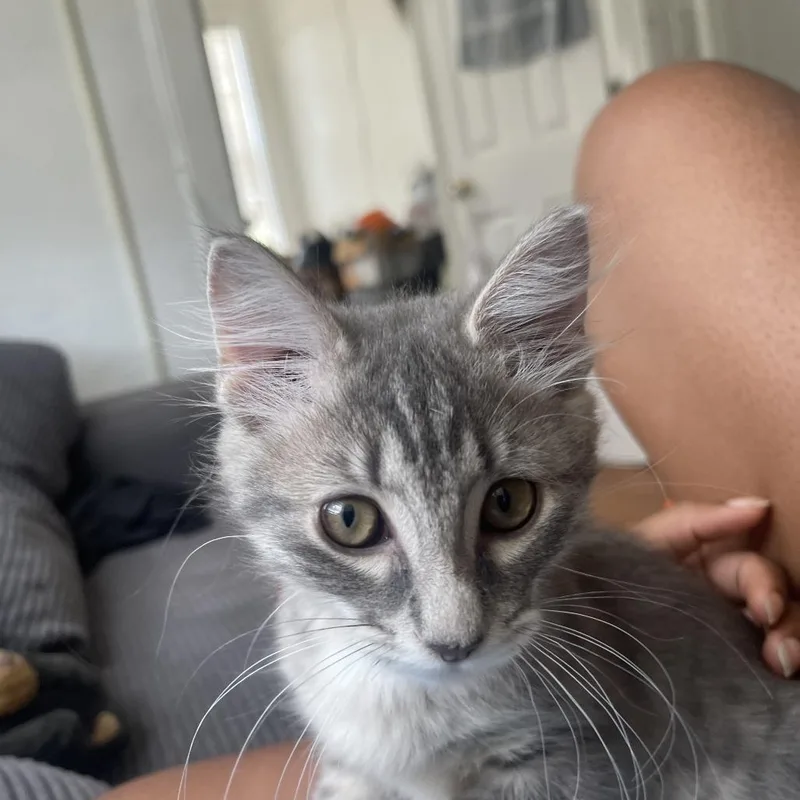 A baby small-sized female Gray / Blue / Silver Domestic Short Hair cat named Krystal for adoption in West Palm Beach, FL