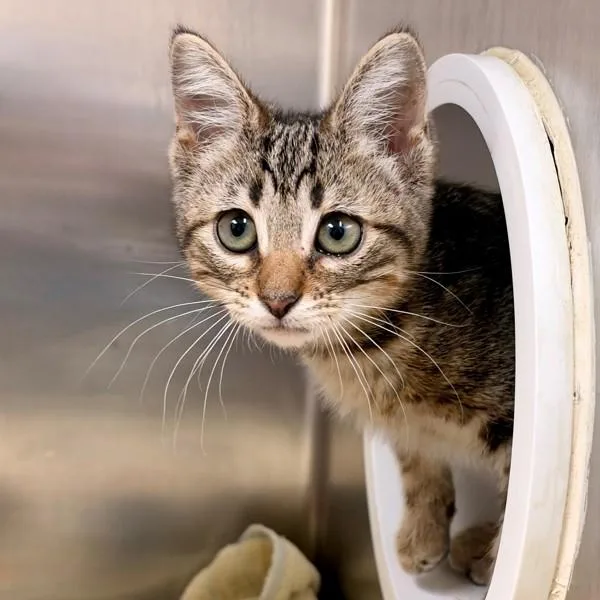 A baby small-sized male Domestic Short Hair cat named Mikaelson for adoption in Walnut Creek, CA