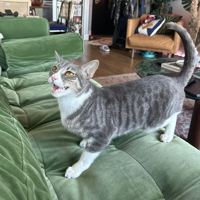 A young medium-sized female Tabby (Gray / Blue / Silver) Domestic Short Hair cat named Origami for adoption in BROOKLYN, NY