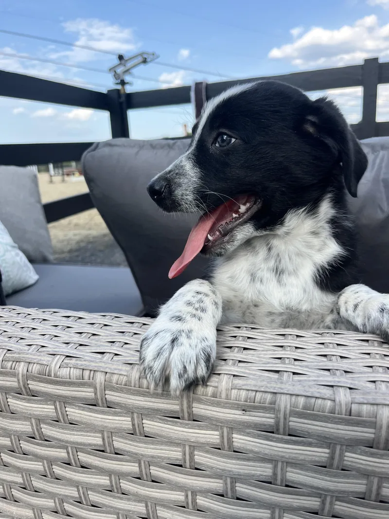 A baby small-sized male Border Collie dog named Harrison for adoption in Havertown, PA