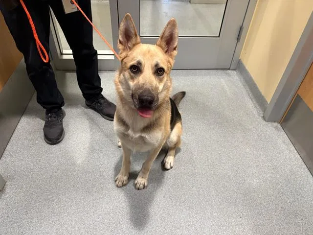 A young large-sized female German Shepherd Dog dog named Mandy for adoption in Tustin, CA