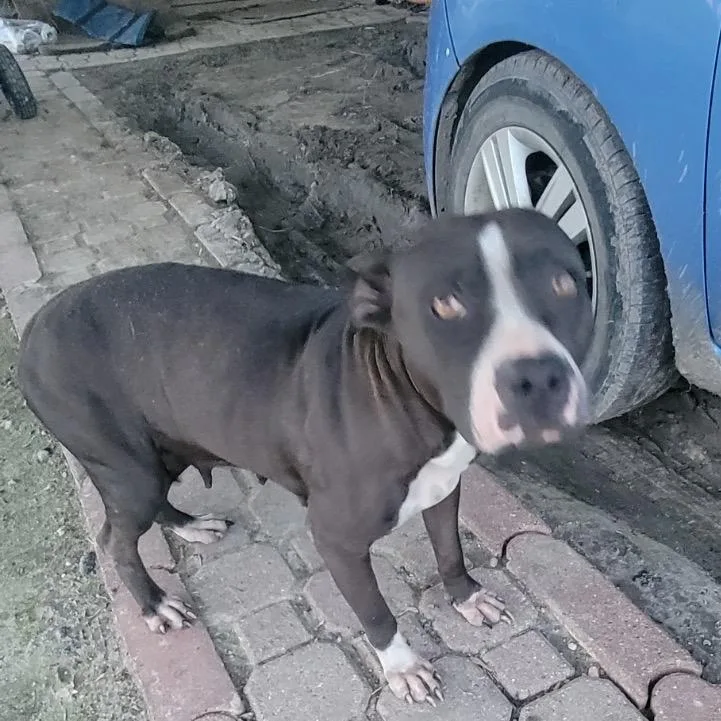 An adult medium-sized female Black Pit Bull Terrier dog named Lulu for adoption in Floresville, TX