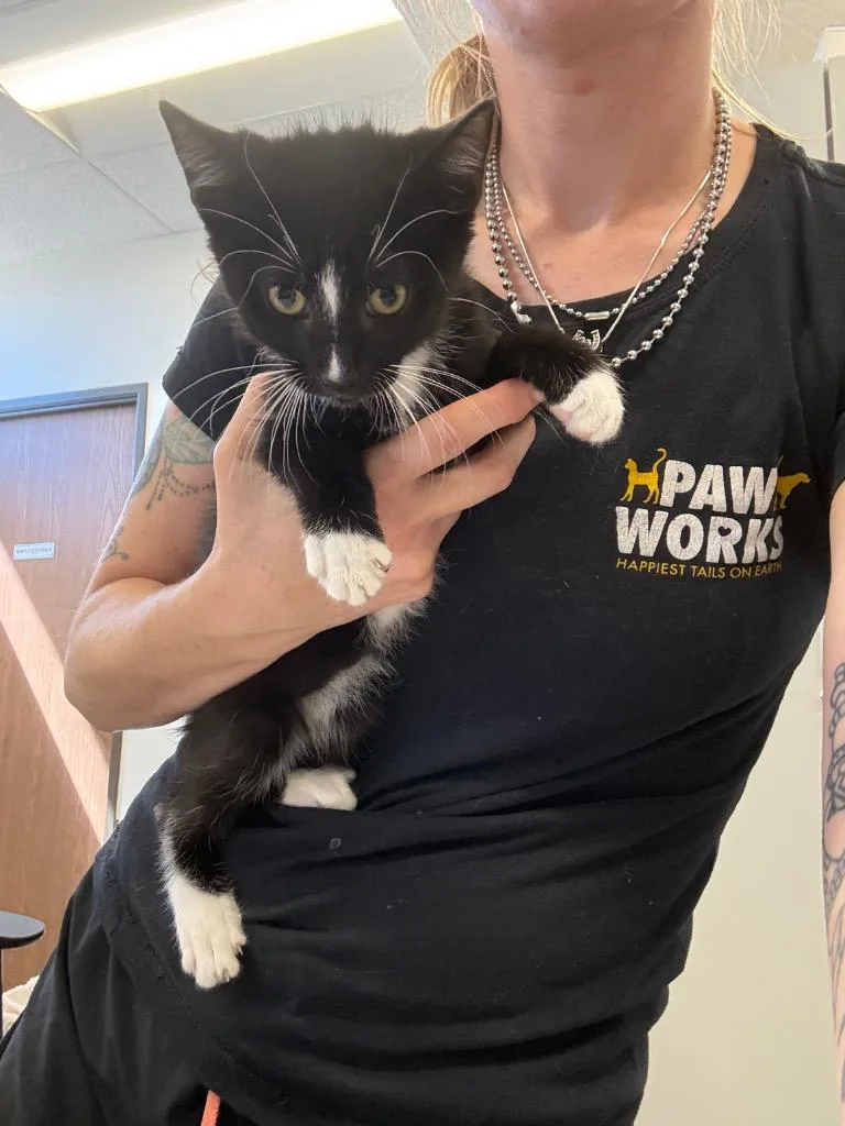 A baby small-sized male Domestic Short Hair cat named Mittens for adoption in Thousand Oaks, CA