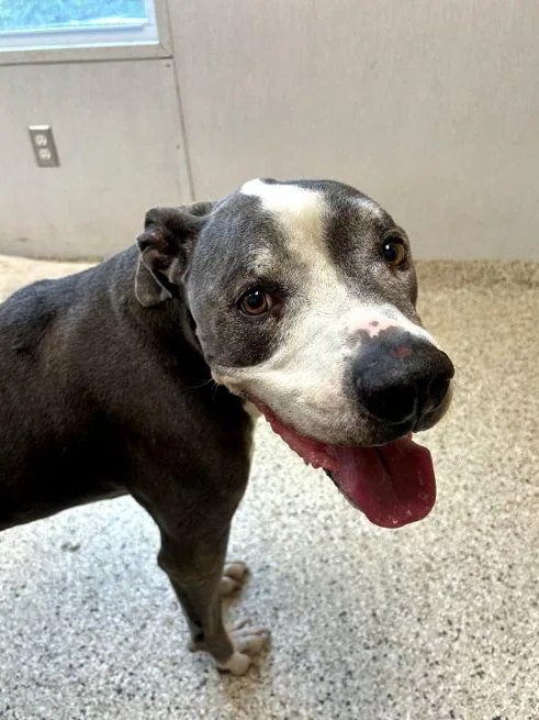 A senior large-sized male Gray / Blue / Silver Staffordshire Bull Terrier dog named Duke for adoption in Cape May Court House, NJ