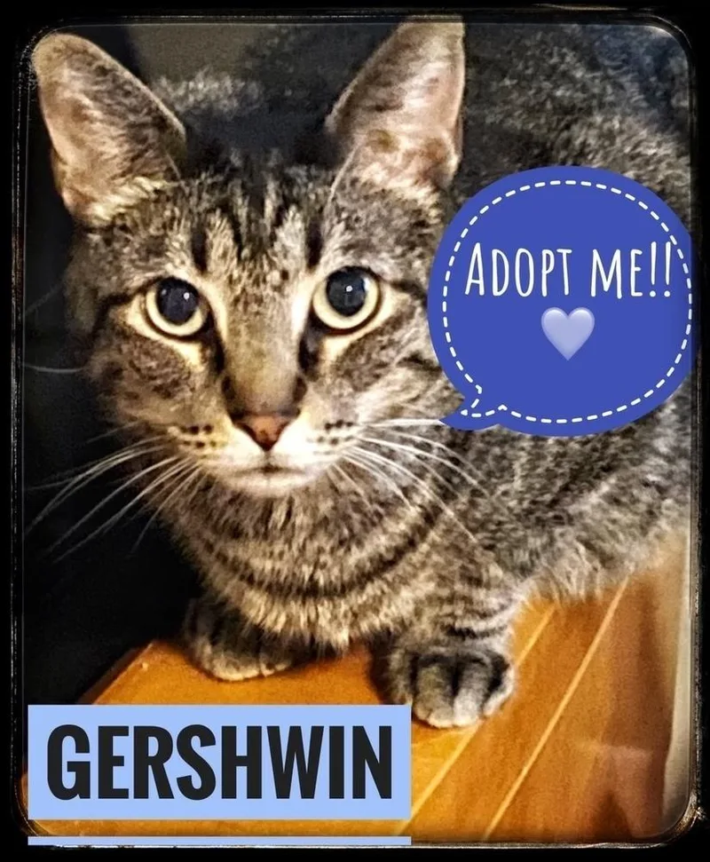Gershwyn